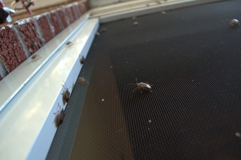 VIDEO Gândaci filmați în timp ce se mișună prin sala de operații a Spitalului din Craiova