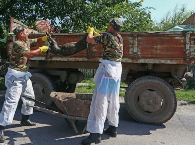 A apărut primul caz de pestă porcină în județul Buzău