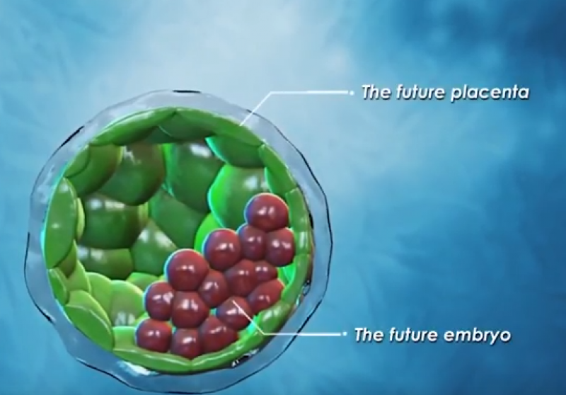 MONSTRUOS Medicii chinezi au făcut EXPERIMENTE pe embrioni umani și anunță că s-au născut primii copii modificați genetic