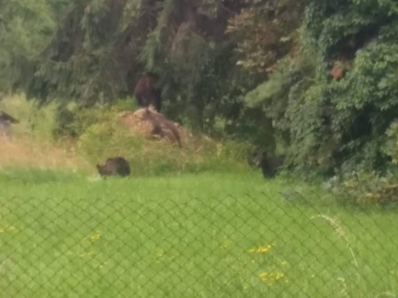 Gard electric la un spital de psihiatrie, din cauza unei ursoaice cu trei pui care intră în curte