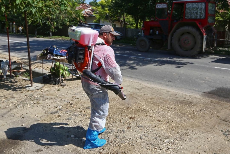 Pesta porcină africană evoluează în 296 localități - Există 1.136 focare active