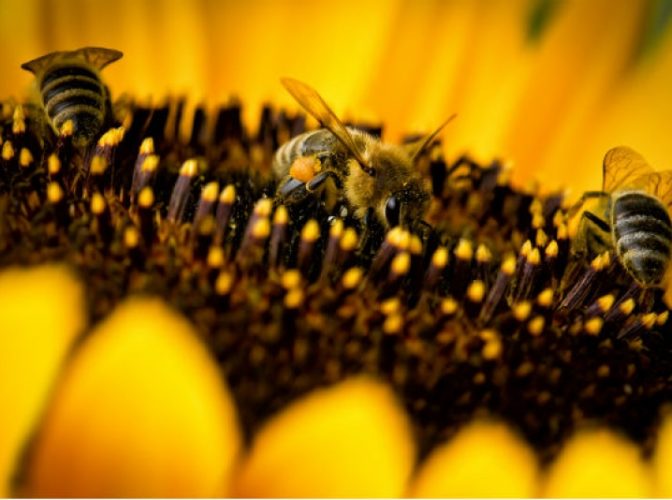 Un vaccin pentru albine, creat în Finlanda pentru a opri 'apocalipsa insectelor'