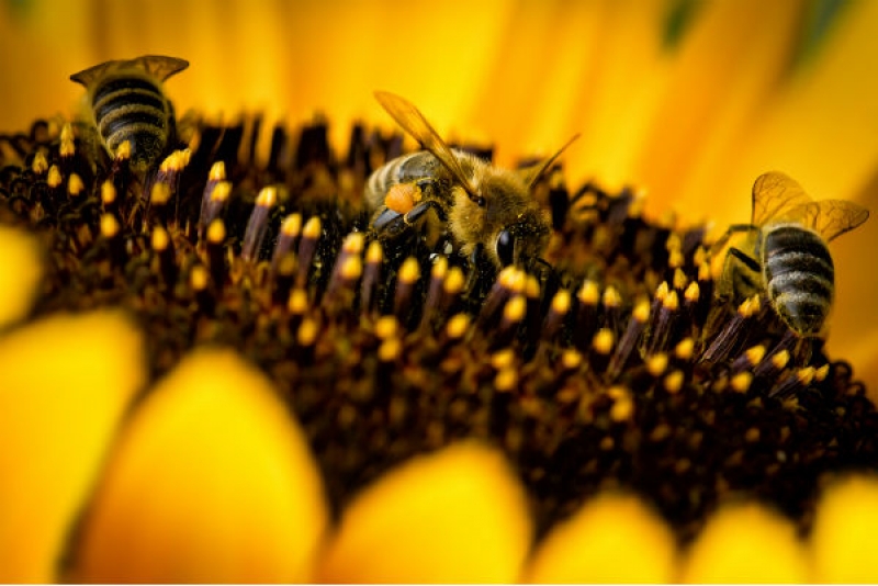 Un vaccin pentru albine, creat în Finlanda pentru a opri 'apocalipsa insectelor'