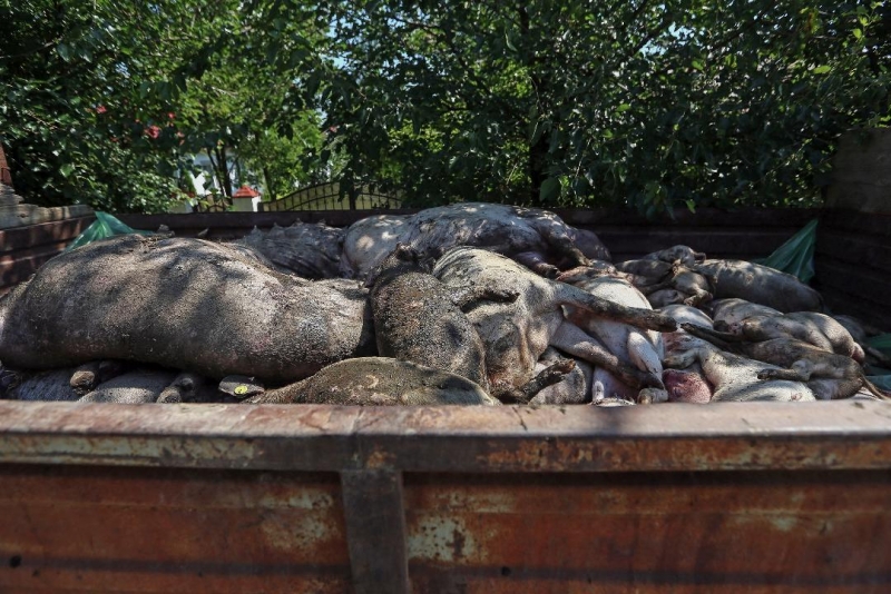 Pesta porcină nu îi sperie pe bistrițeni, care trimit produse tradiționale rudelor din străinătate