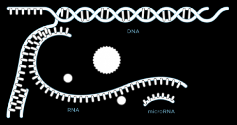 Vești uriașe pentru pentru omenire: Cercetătorii au identificat o nouă modalitate de a stopa răspândirea cancerului