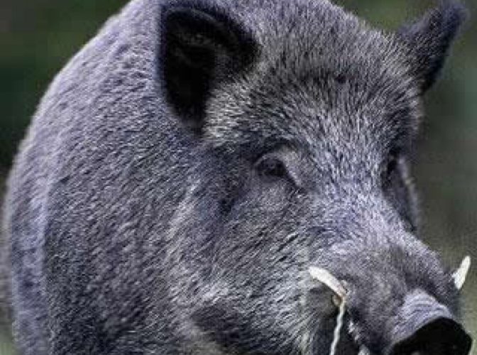 Virusul pestei porcine africane depistat la un porc mistreţ, găsit mort, în Pădurea Albă, județul Botoșani