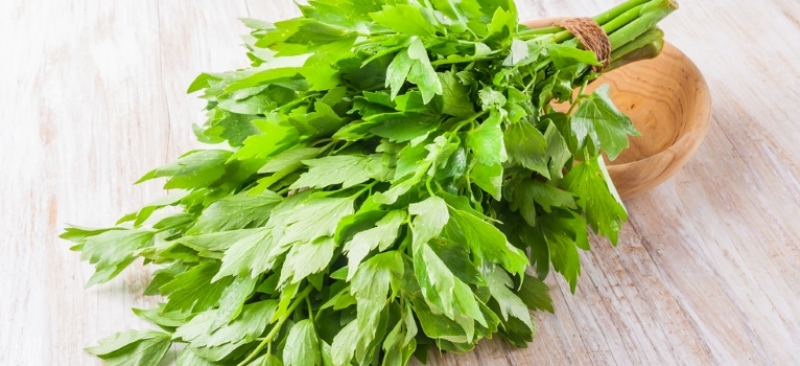 Efectele terapeutice miraculoase ale leușteanului