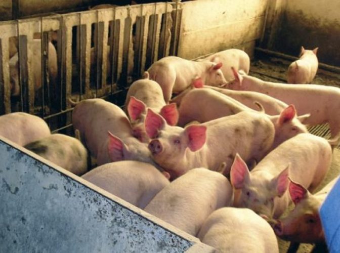 Virusul pestei porcine africane este de neoprit: Două noi focare au fost confirmate în Botoșani și Bacău