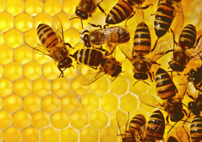 Cum recunoaștem mierea contrafăcută