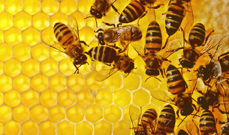 Cum recunoaștem mierea contrafăcută