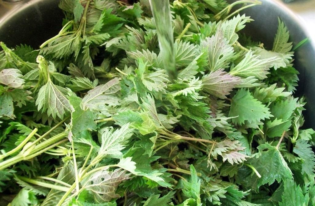 Urzica, ”focul vindecător”. De ce ”ne schimbă sângele” primăvara