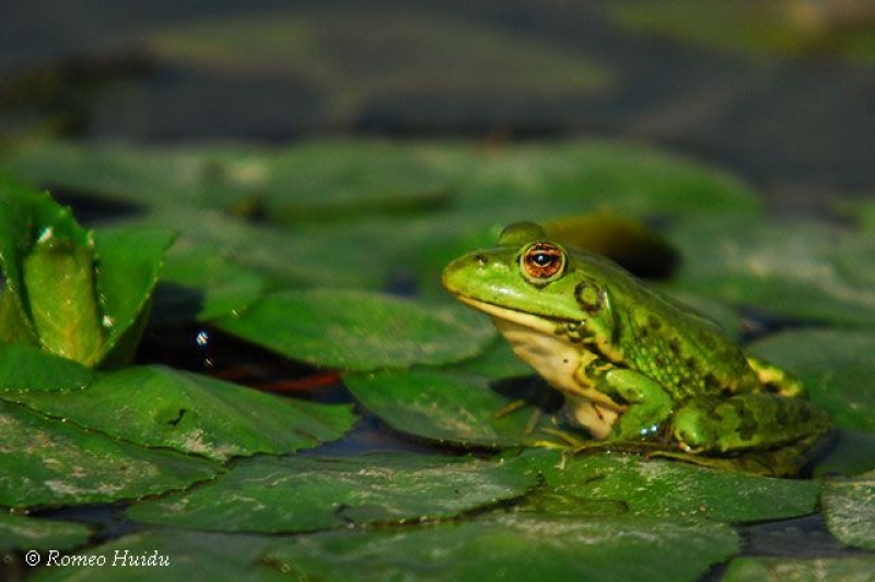 Semnal puternic de alarmă tras de oamenii de știință privind o pandemie mortală pentru amfibieni