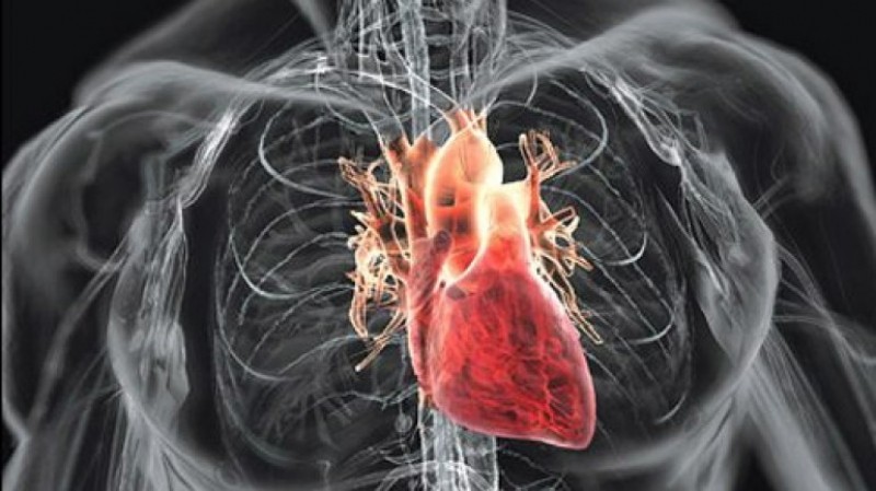 Prermieră medicală în Israel - Prima inimă umană vascularizată realizată cu ajutorul unei imprimante 3D