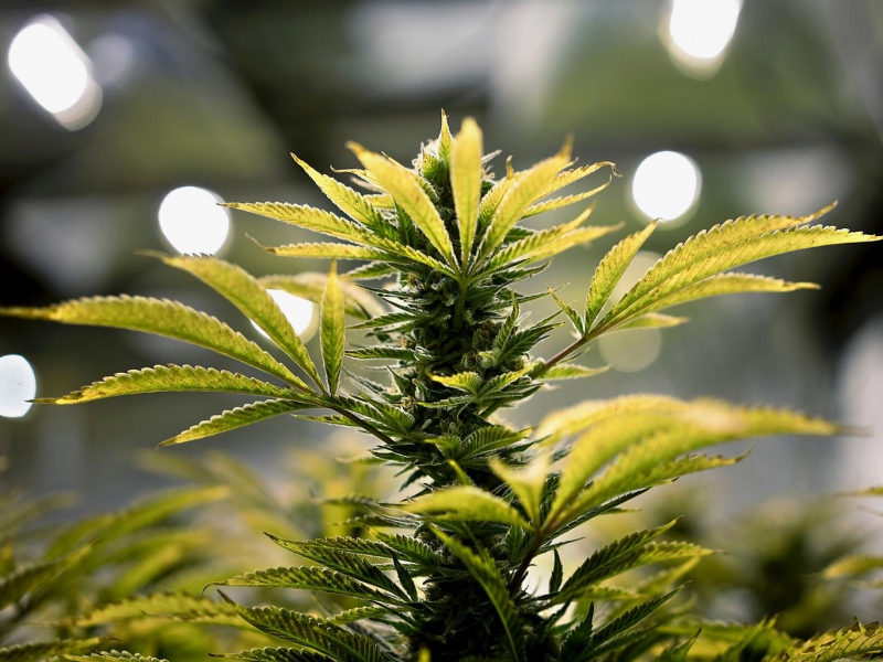 Efectele terapeutice ale banalilor ciulini - Ce afecțiuni pot fi tratate