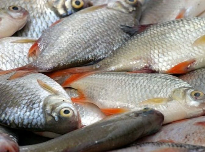 PERICOL alimentar - Peste 20 de tone de pește au fost confiscate de URGENȚĂ de comisarii ANPC
