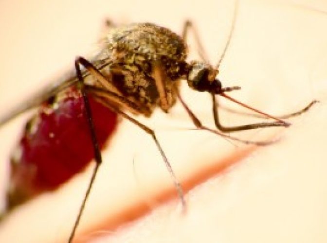 Cercetătorii au dezvoltat o nouă tehnologie pentru producția pe scară largă a artemisininei, utilizată în tratamentul malariei