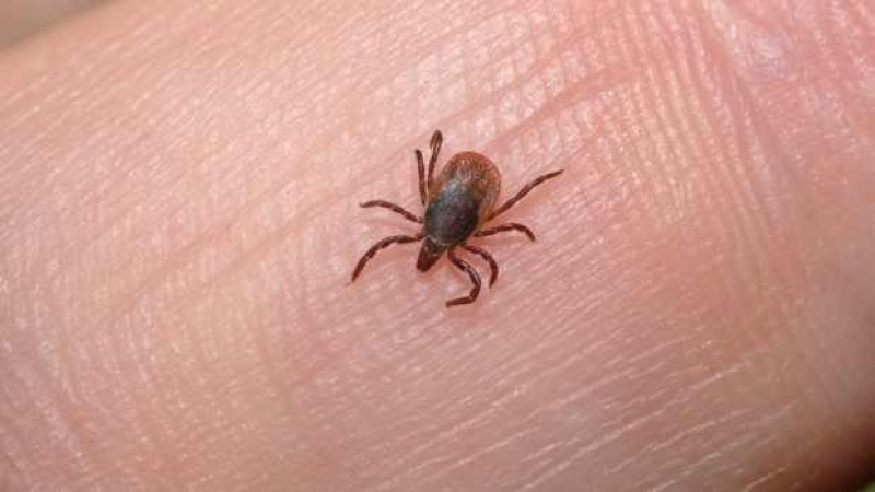 Pintea: Un protocol pentru profilaxia muşcăturii de capuşă va fi distribuit, de joi, unităţilor medicale