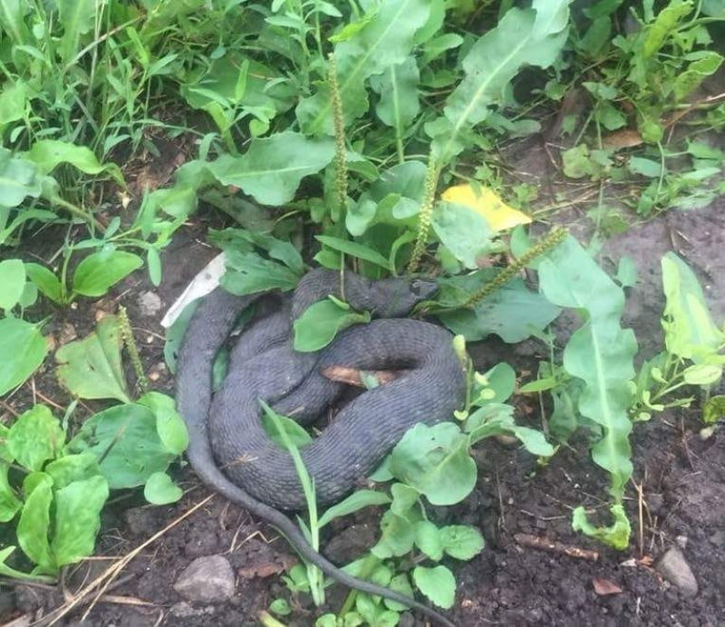 Spitalele descoperite în plin sezon: Criză de ser antiviperin