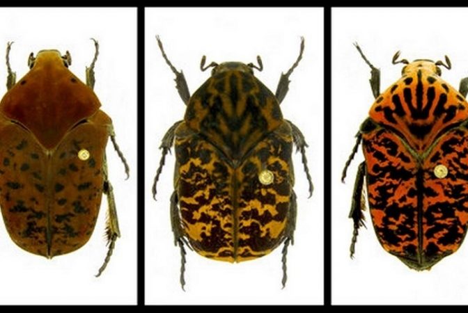 Anumite specii de gândaci vor deveni imposibil de ucis cu ajutorul pesticidelor - Pot fi întâlniți și în România