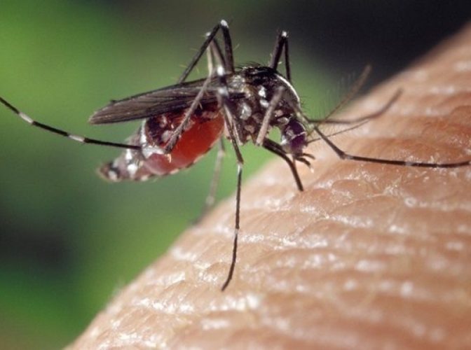 Primul caz de infecţie cu virusul West Nile a fost confirmat în acest sezon la un bărbat din judeţul Galaţi