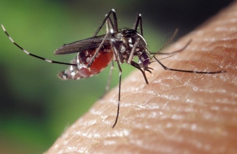 Primul caz de infecţie cu virusul West Nile a fost confirmat în acest sezon la un bărbat din judeţul Galaţi