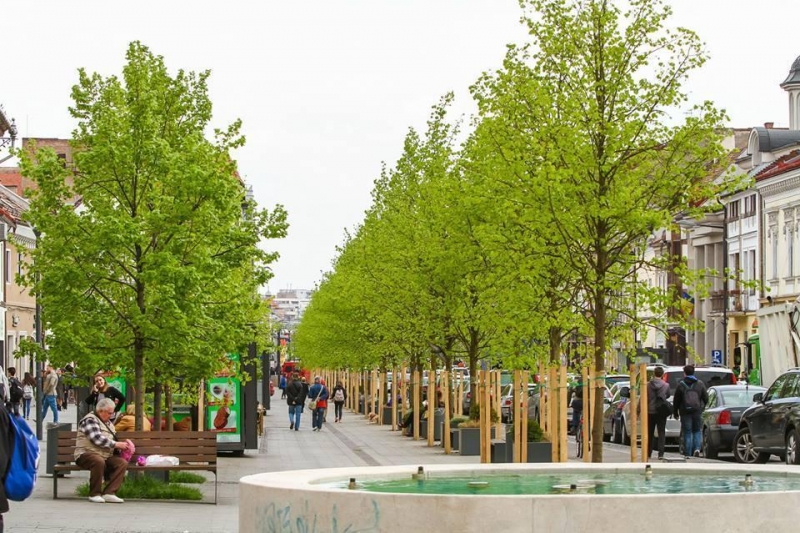 Cum au îmbolnăvit primăriile din București populația, pentru a înverzi Capitala