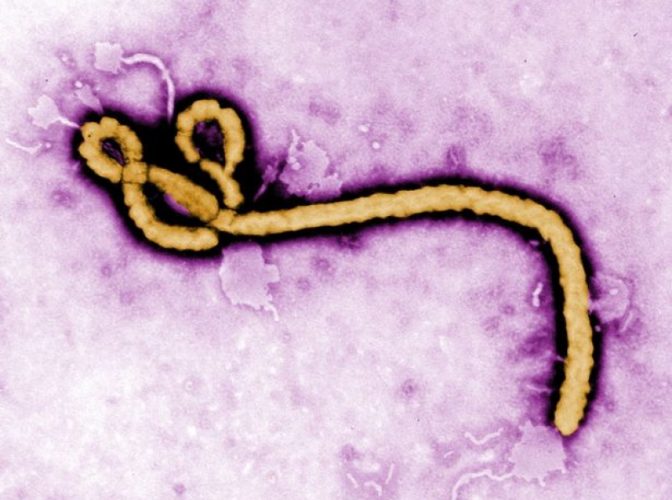 Ministru german: Dorim să acordăm asistență financiară R. D. Congo pentru combaterea Ebola