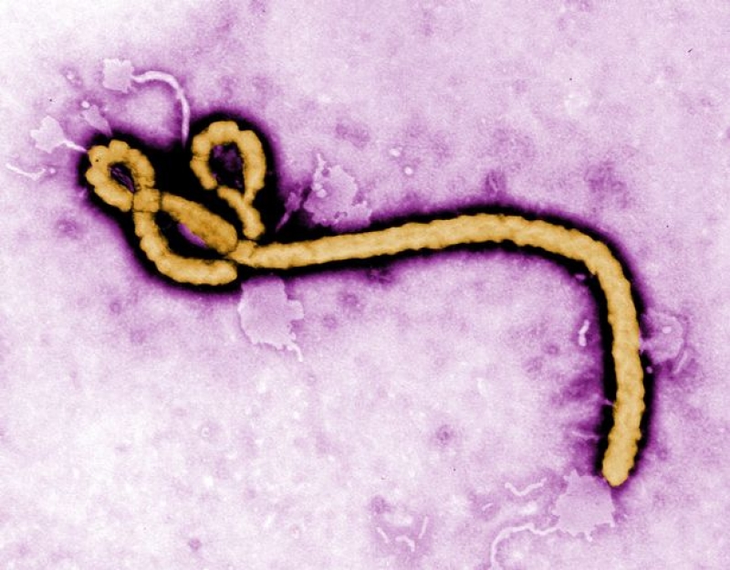 Ministru german: Dorim să acordăm asistență financiară R. D. Congo pentru combaterea Ebola