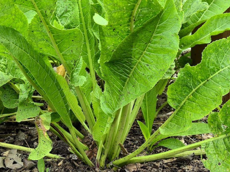 Planta minune - Tratează peste 100 de boli