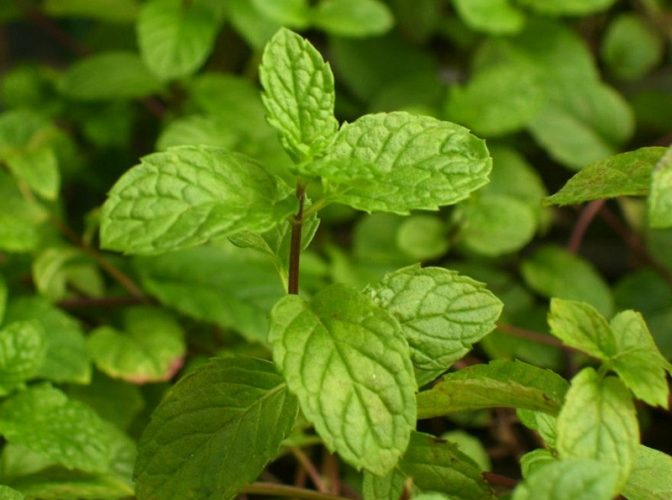 Planta minune care te ajută să slăbești: O mirosi și îți scade senzația de foame