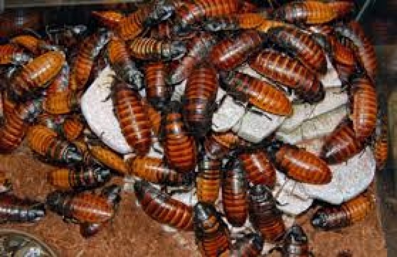 Gândaci în alimente, frigider murdar, cu rugină, și alimente expirate, găsite de inspectorii OPC într-un magazin din Constanța