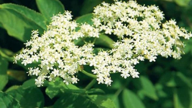 Fructele de soc sunt ideale împotriva răcelii: ce nutrienți conțin