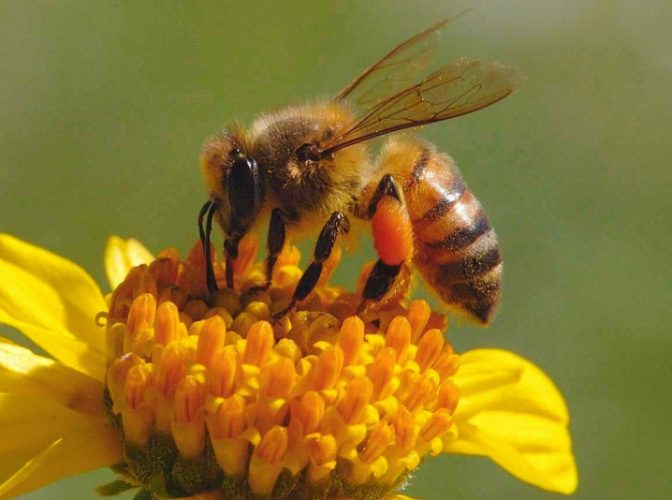 Mierea românească are efect antibacterian mai puternic decât mierea de Manuka, provenită din Noua Zeelandă