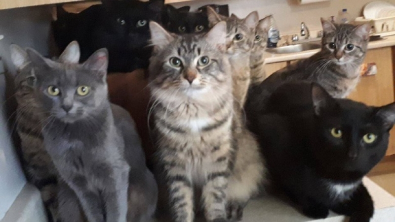 Incident la Spitalul Judeţean Constanța: mai multe pisici au ajuns în Secţia de Radiologie