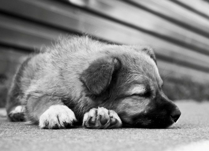 Psihologii atenționează: De la violența împotriva animalelor la cea asupra oamenilor este un pas, deoarece agresivitatea nu se 'potolește niciodată'