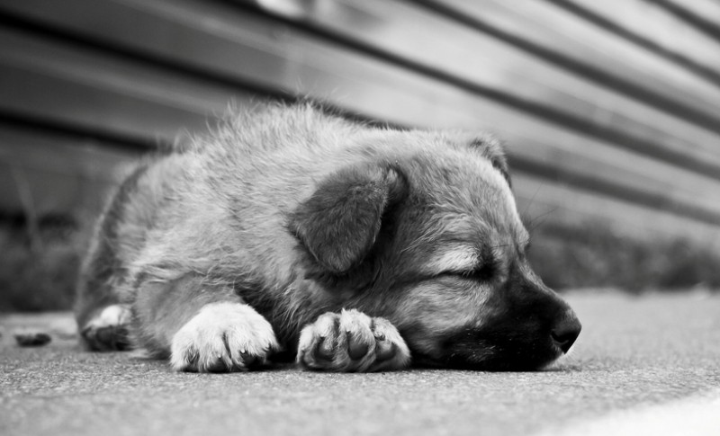 Psihologii atenționează: De la violența împotriva animalelor la cea asupra oamenilor este un pas, deoarece agresivitatea nu se 'potolește niciodată'