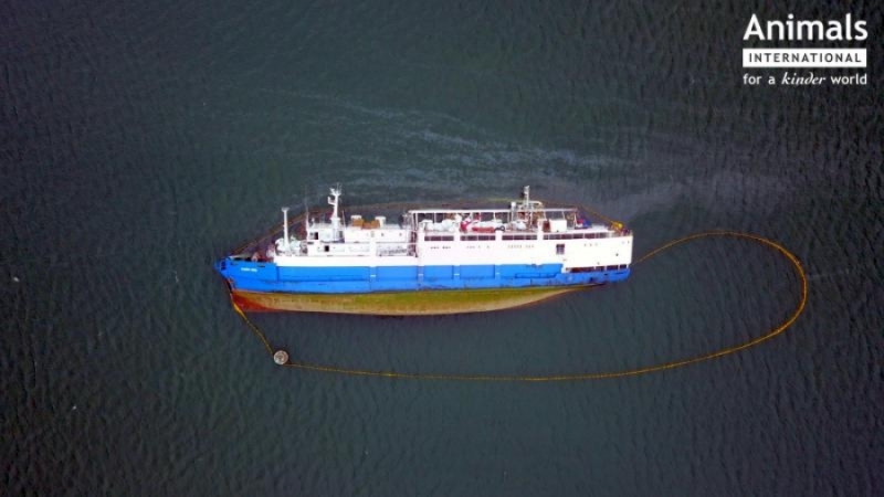 Organizația Mondială pentru Sănatate Animală e cu ochii pe România: Trimite o echipă de audit