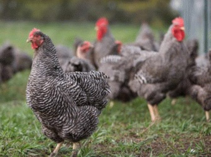 Un fost ministru al Agriculturii dă ALARMA: România trebuie să STOPEZE URGENT importurile de carne din țările unde sunt focare de gripă aviară