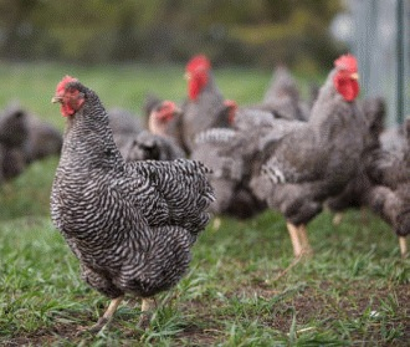 Un fost ministru al Agriculturii dă ALARMA: România trebuie să STOPEZE URGENT importurile de carne din țările unde sunt focare de gripă aviară