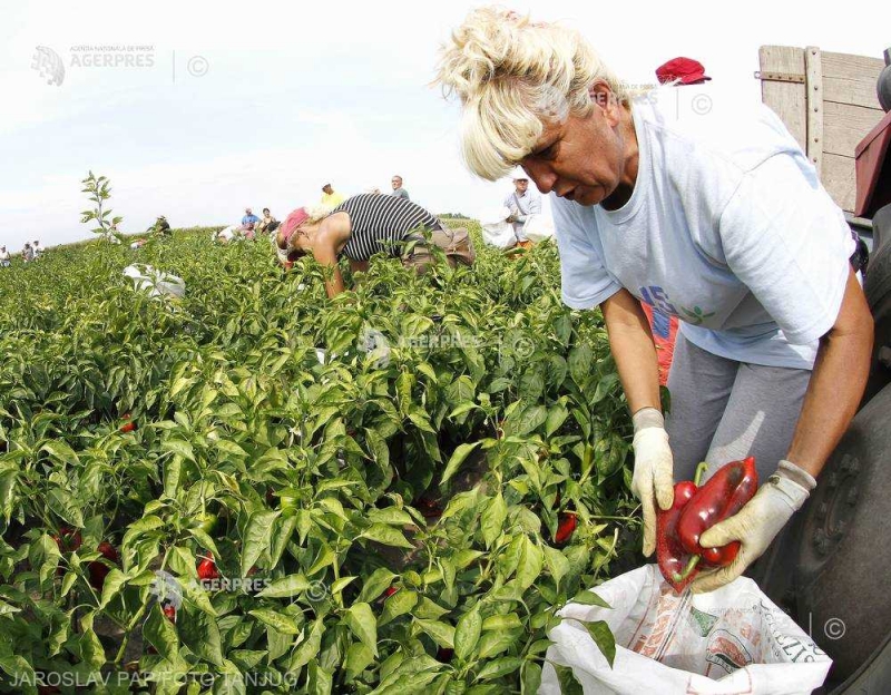 Italienii au rămas fără muncitorii români și denunţă decizia 'unilaterală' a Bucureștiului privind carantina: 'E o măsură antieuropeană'